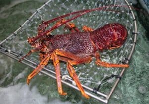 Live Lobster