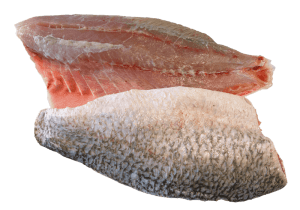 Wild Barramundi