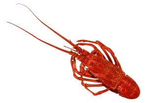 Cooked Lobster